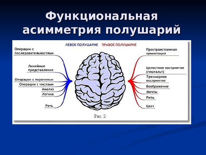 Асимметрия мозга презентация