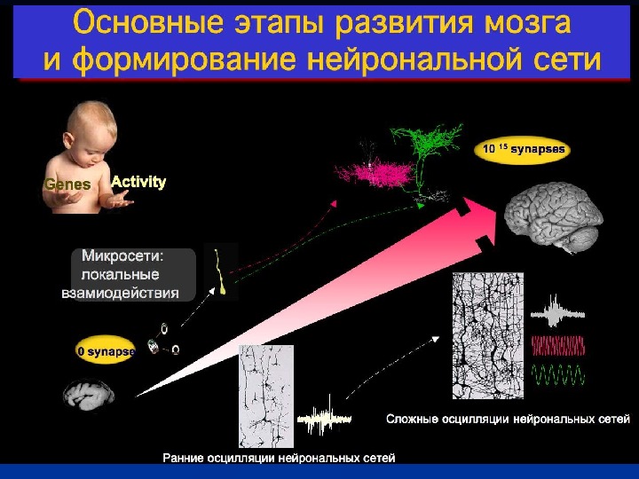 Формирование мозга. Этапы созревания мозга. Стадии формирования мозга. Этапы созревания мозга у детей. Этапы формирования мозга ребенка.