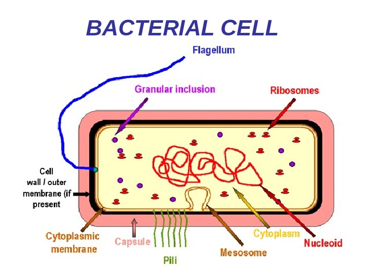 Kharkov National Medical University Head of Microbiology,