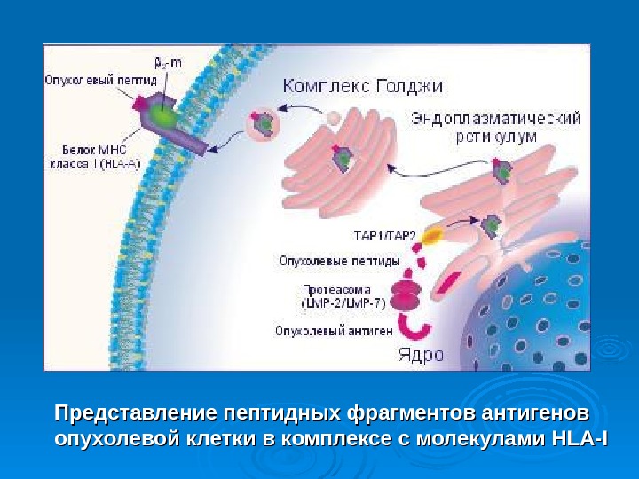 Химический канцерогенез презентация