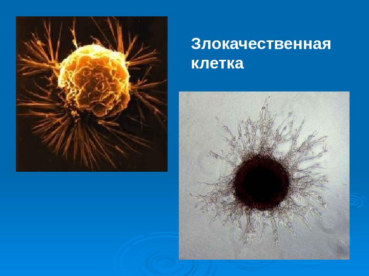 Химический канцерогенез презентация