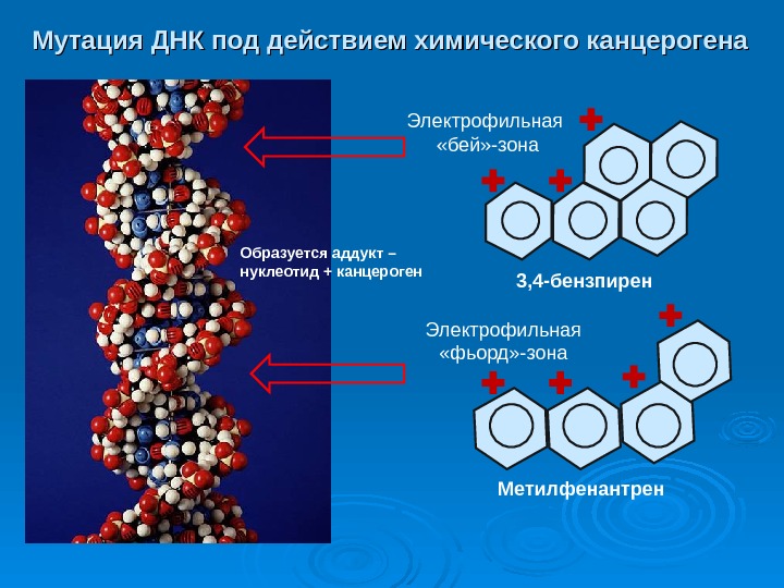 Химический канцерогенез презентация