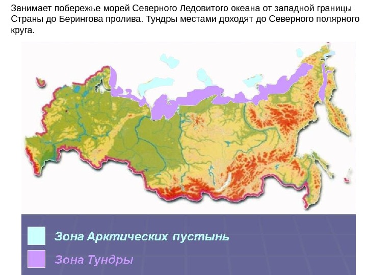 Карта тундры. Зона Арктики и тундры на карте России. Тундра на карте России с границами. Географическое положение тундры в России. Показать на карте зону тундры.