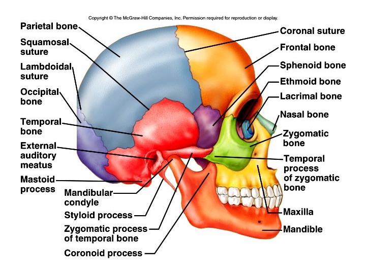 The Skeletal System: Structure, Function, and Diseases