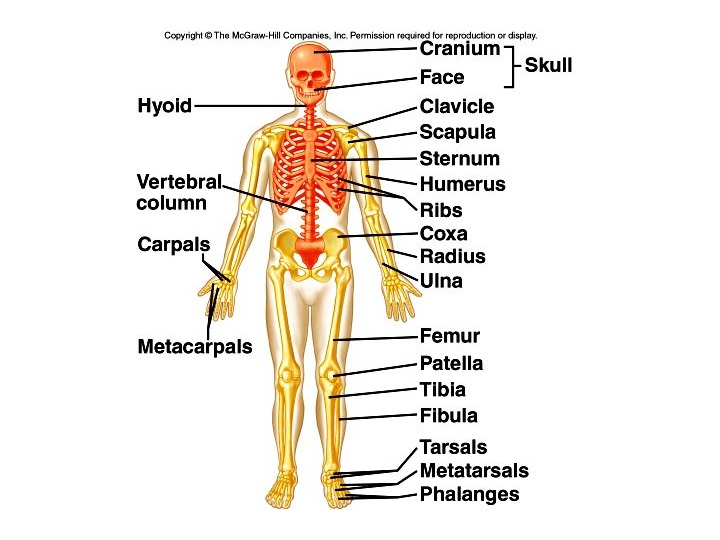 The Skeletal System: Structure, Function, and Diseases