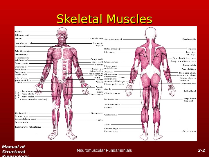 Manual of Structural Kinesiology Neuromuscular Fundamentals 2 -2