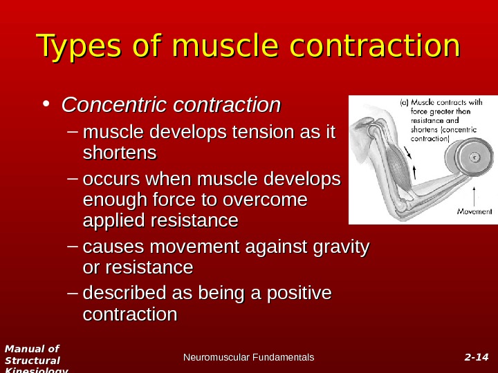 Manual of Structural Kinesiology Neuromuscular Fundamentals 2 -2