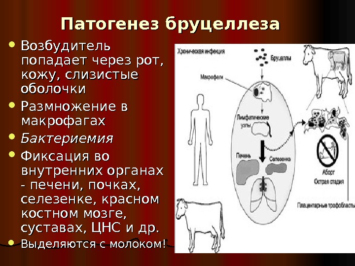 Возбудитель бруцеллеза картинка