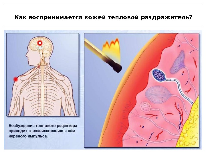 Презентация кожа человека