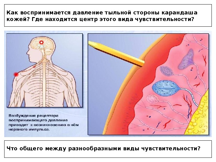 Презентация кожа человека