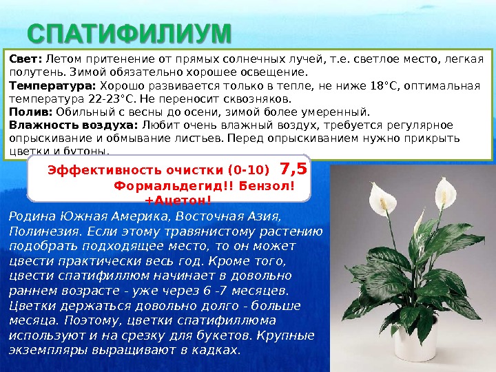 Калатея макоя размножение. Излучение солнечного света. Растения прямые солнечные лучи. Щучий хвост цветок. Растения прямые солнечные лучи.