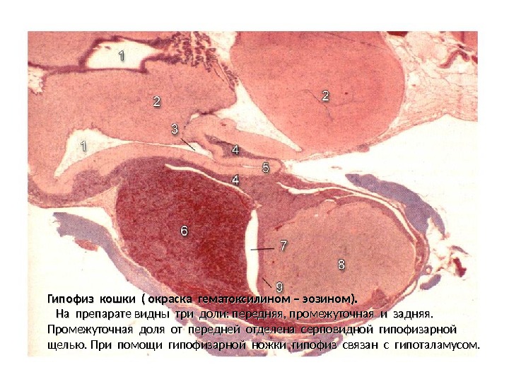 Гипофиз гистология рисунок