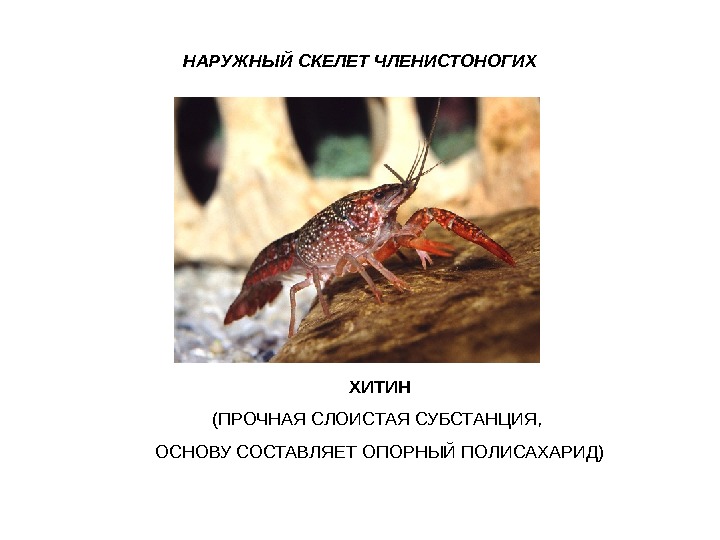 Опорно двигательная система членистоногих. Наружный скелет членистоногих представлен. Тип членистоногие строение. Наружный скелет членистоногих представлен. Наружный скелет членистоногих представлен.