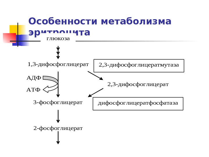 Внутриклеточный метаболизм глюкозы схема