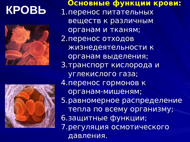 Сообщение по биологии 8 класс