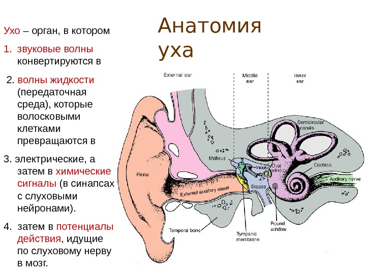 Схема строения преддверно улиткового органа