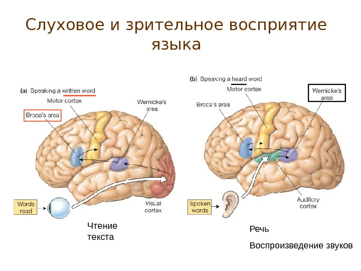 Нарушение зрительного и слухового восприятия. Зрительное восприятие. Зрительное и слуховое восприятие. Нейрофизиология сенсорных систем. Нейрофизиология мозга.