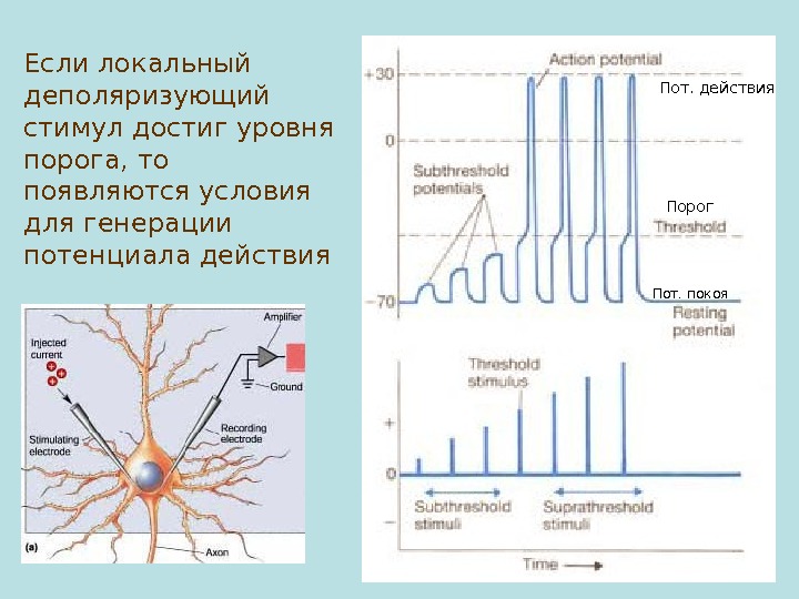 Виды потенциалов