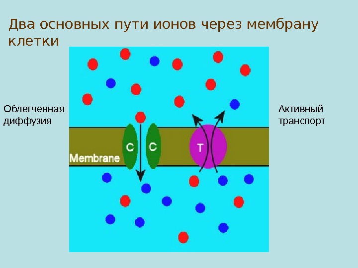 Ионы через мембрану