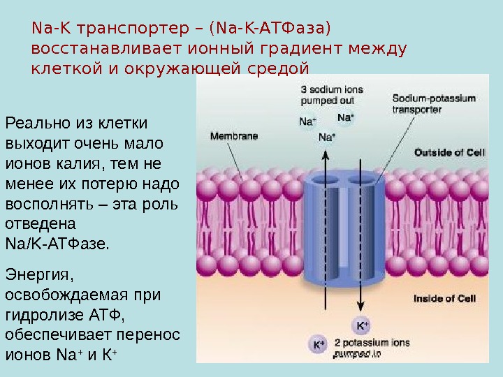 Ионы в мембране. Натрий калиевой АТФАЗЫ. Натрий калиевая АТФАЗА И насос. Строение ионных насосов. Схема строения и функционирования na k АТФАЗЫ плазматической мембраны.