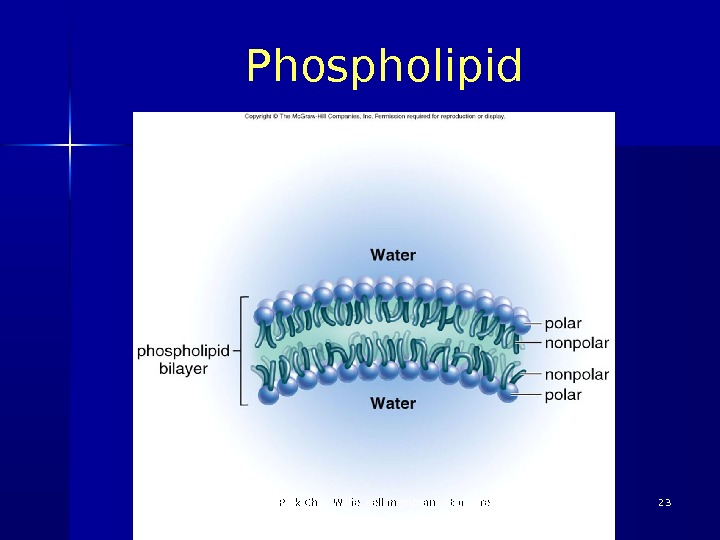 Cell Surface Membrane 03/19/16 Pork Chop Willie cell