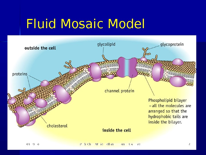 fluid mosaic model download