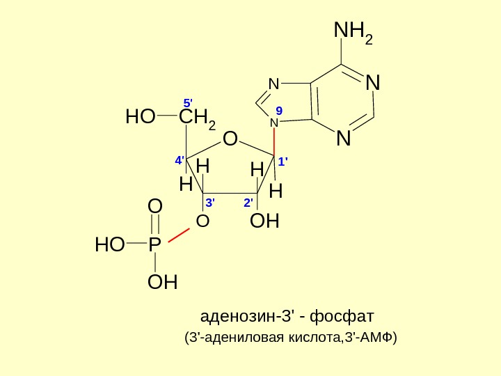 Схема образования аденозина