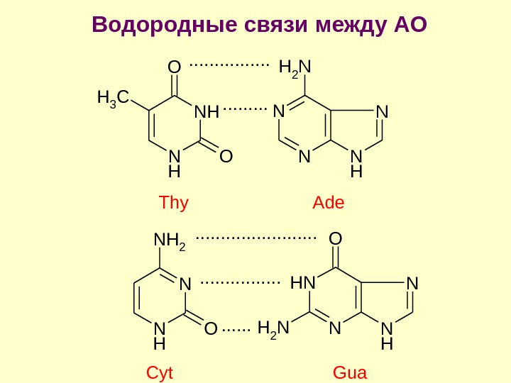 Схема гидролиза нуклеопротеинов