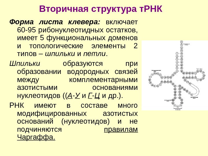 Схема гидролиза нуклеопротеинов биохимия