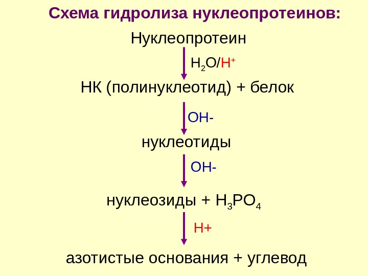 Какие вещества образуются при гидролизе белка. Схема гидролиза нуклеопротеинов. Схема кислотного гидролиза нуклеопротеинов. Нуклеопротеины. Схема гидролиза нуклеопротеинов. Распад нуклеопротеинов схема гидролиза.