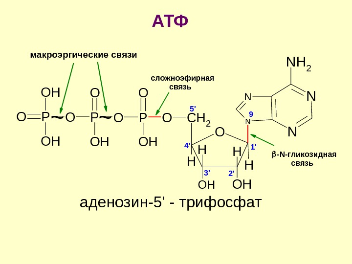 Макроэргические связи в атф