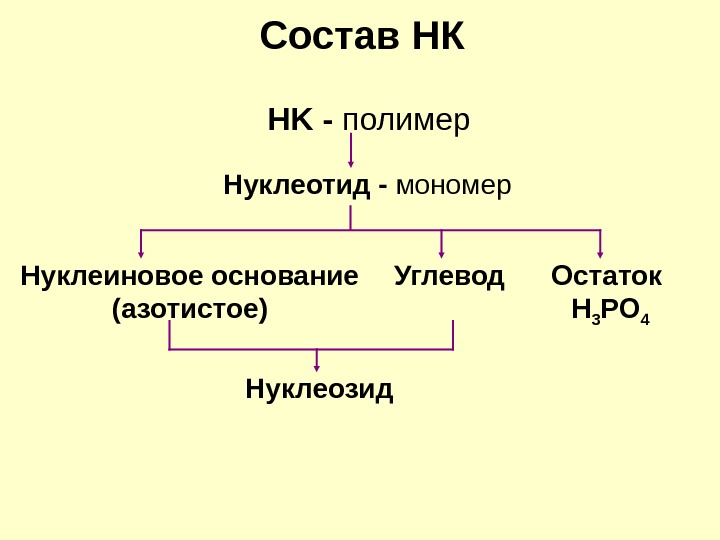 Схема гидролиза нуклеопротеинов