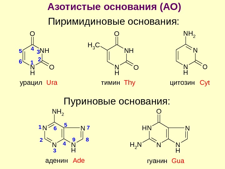 Пурины азотистые основания