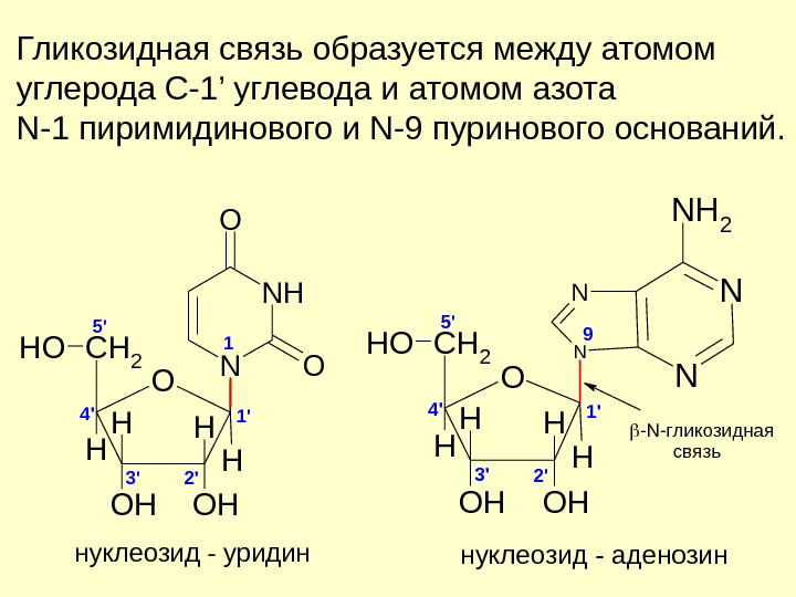 Связь образуется между. Аденозин n гликозидная связь. Уридин гликозидные связи. Бета 1 3 гликозидная связь. Бета 1 4 гликозидная связь.