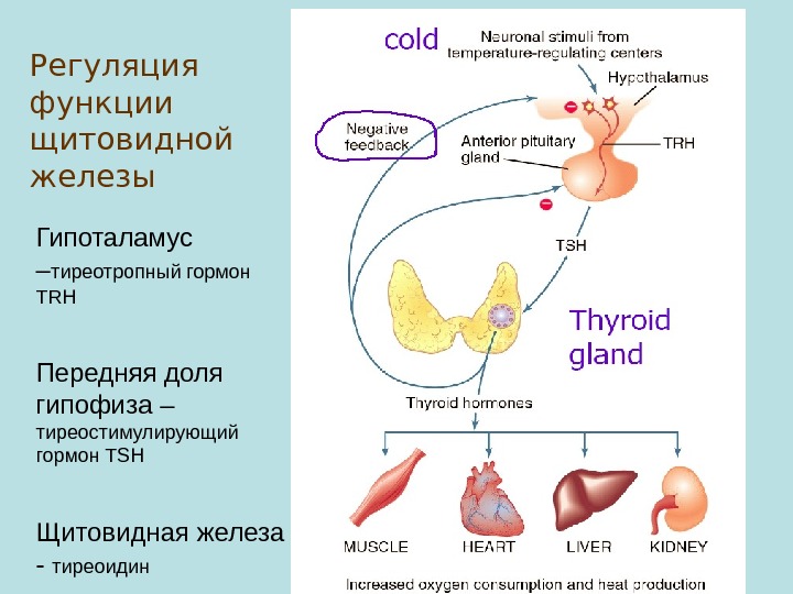 Печень железа функции гормонов