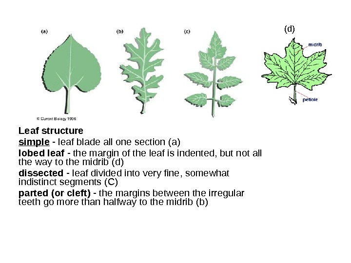 Проект leaf официальный сайт