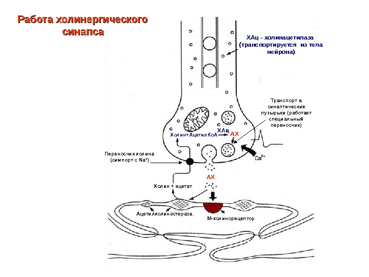 Холинергический синапс рисунок