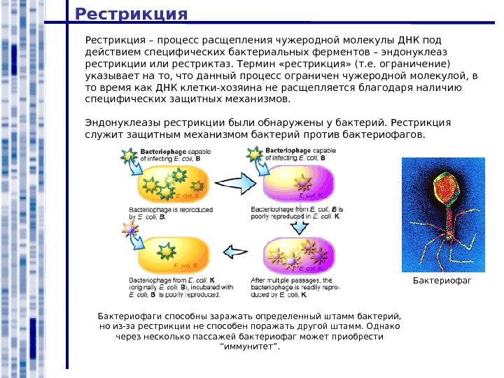 Молекулярные процессы расщепления презентация 11 класс