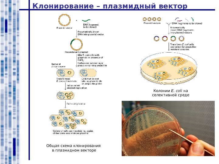 Плазмиды эукариот. Общая схема молекулярного клонирования. Клонирование бактерий схема. Молекулярное клонирование схема. Векторы клонирования.