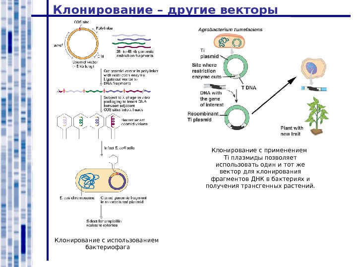 Плазмиды эукариот. Клонирование бактерий схема. Схема клонирования рекомбинантной ДНК. Клонирование плазмиды. Клонирование ДНК В плазмидных векторах.