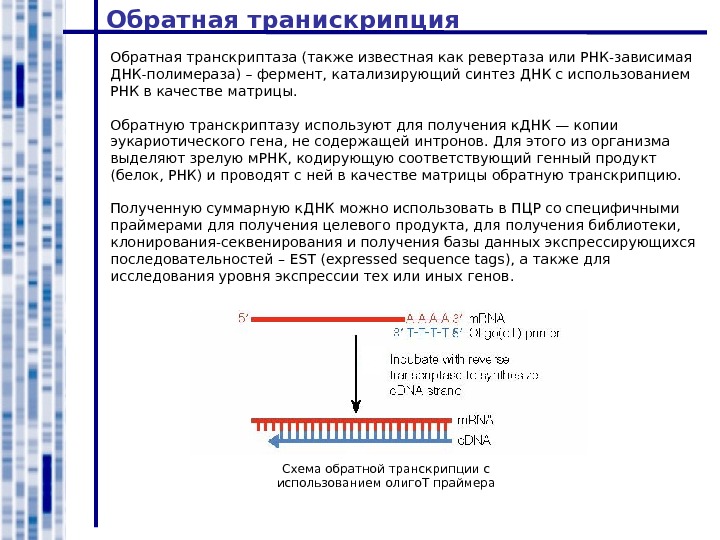 Фермент обратная транскриптаза. Функции фермента обратной транскриптазы. Обратная транскриптаза ВИЧ функция. Функции обратной транскриптазы вируса. Обратная транскрипция у бактерий.