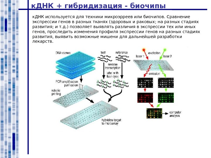 Днк микрочипы презентация