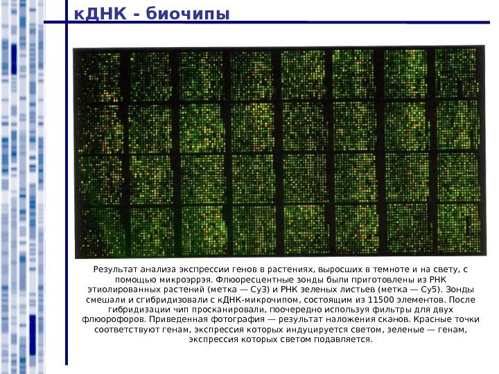 Анализ гена. ДНК биочипы. Матричные биочипы. Метод биочипов. Исследование экспрессии генов методом ДНК-микрочипов.