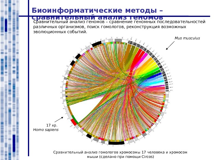 Геном анализы. Анализ генетических последовательностей. Методы анализа генома. Сравнение геномов. Биоинформатические методы.