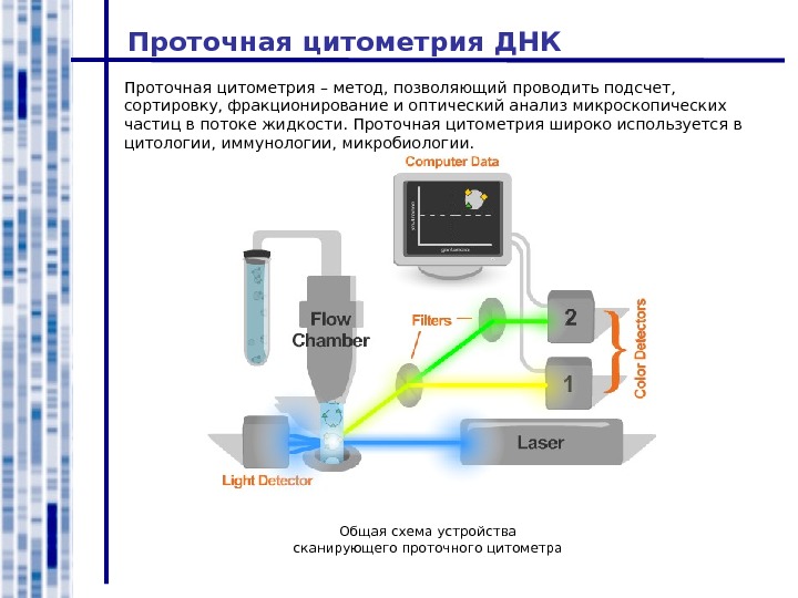 Проточная цитометрия иммунология презентация