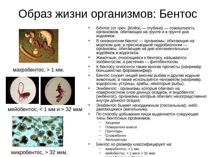 Образ жизни организмов. Бентос образ жизни. Организмы, которые относятся к бентосу.. Организмы обитающие на дне. Бентос примеры организмов.