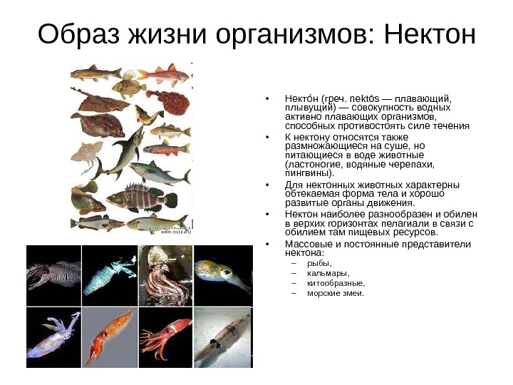 Образ жизни организмов. Нектонные организмы. Нектон образ жизни. Особенности организмов нектона. Нектон особенности образа жизни.