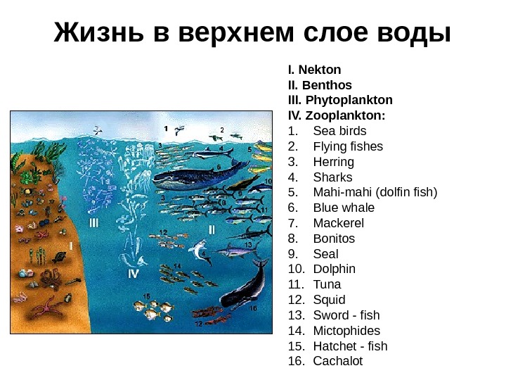 Нектон это в географии 6 класс. Слои бентоса. Водная среда планктон Нектон бентос.