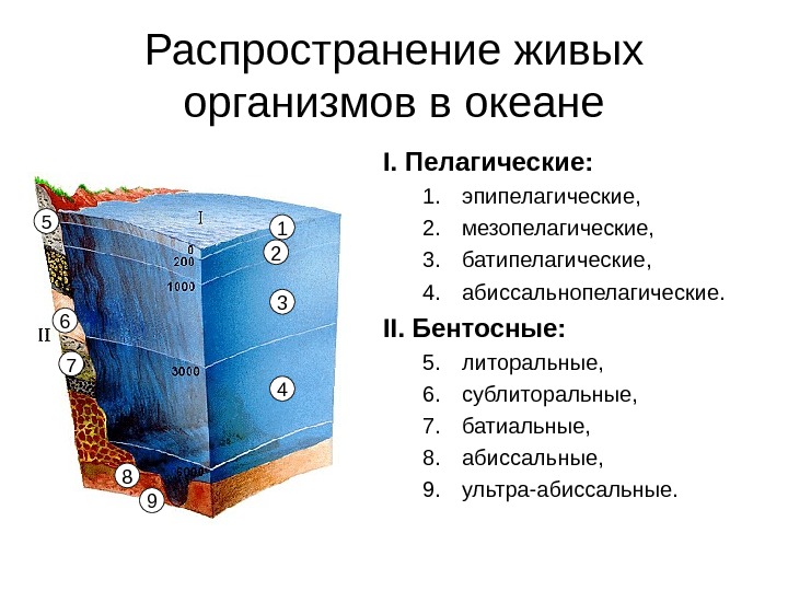 Распределение организмов. Распространение живых организмов. Распространение организмов в океане. Распространение живых организмов в мировом океане. Распределение живых организмов.