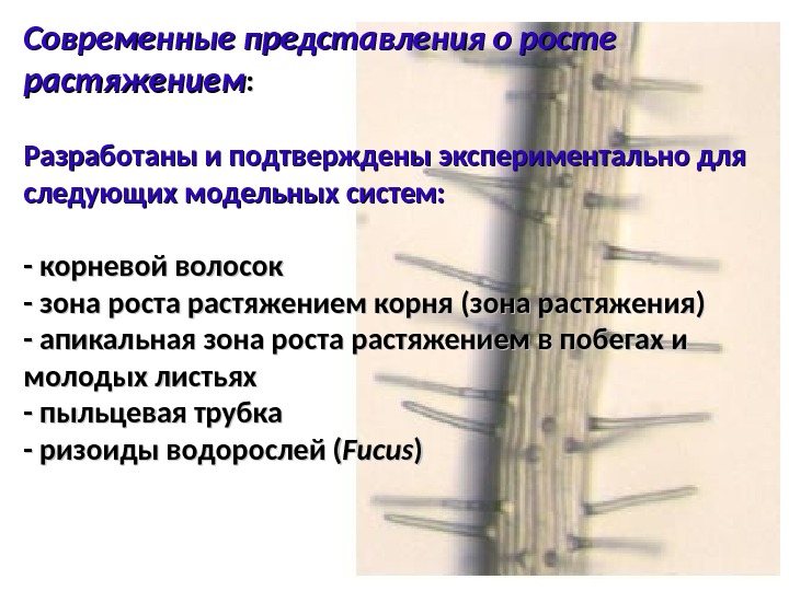 Представить рост. Рост растяжением растительных клеток. Рост растяжением. Рост растяжением это в биологии.